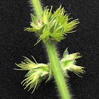 Inflorescence with prickly achenes, Pupalia lappacea, Amaranthaceae, photo © Michael Plagens