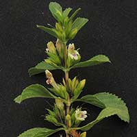 Duosperma, Acanthaceae, from Kenya, photo © Michael Plagens