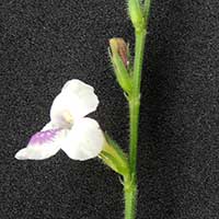 Asystasia, Acanthaceae, from Kenya, photo © Michael Plagens