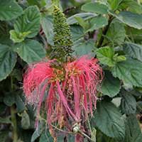 flowers have long, red, conspicuous stamens of Calliandra calothyrsus, photo © Michael Plagens