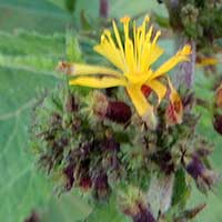 Yellow flowers of a Triumfetta sp., photo © Michael Plagens