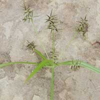 A roadside sedge in Wundanyi, Cyperaceae, photo © Michael Plagens