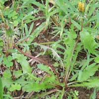 Taraxacum species photo © Michael Plagens