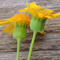 Asteraceae, photo © Michael Plagens