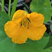 Nasturtium, Tropaeolum, photo © Michael Plagens