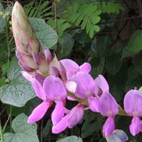 Desmodium sp photo © Michael Plagens