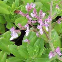 succulent mint, Aeollanthus, Kenya, photo © Michael Plagens