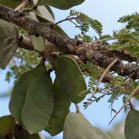 Gum Acacia, Acacia senegal, photo © Michael Plagens