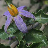 Solanum nightshade bush photo © Michael Plagens