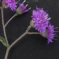 prostrate trailing Asteraceae observed in Kenya, photo © Michael Plagens