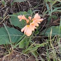 Crossandra from Kenya, photo © Michael Plagens