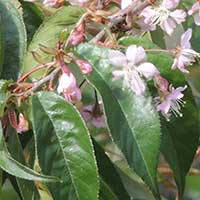 Loquat tree in a Nairobi garden, photo © Michael Plagens