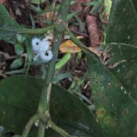 Rubiaceae, Lasianthus, Kenya, photo © Michael Plagens