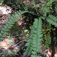 Asplenium species with rooting from apex of frond, photo © Michael Plagens