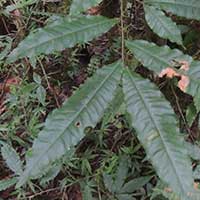 Ochna holsti near Mt. Kenya, photo © Michael Plagens