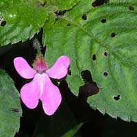 Possible Impatiens hoehnelii © Michael Plagens