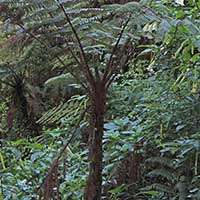 A tree fern, Cyatheaceae, photo © Michael Plagens