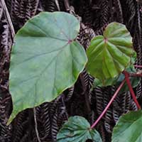 Begonia species Mt Kenya area, photo © Michael Plagens