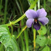 Viola eminii Violet from Mt. Kenya, photo © Michael Plagens