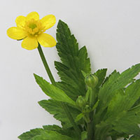 Buttercups, Ranunculus, photo © Michael Plagens