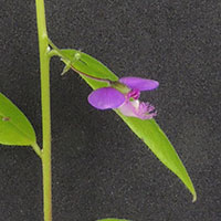 Polygala, wild flower in Kenya, photo © Michael Plagens