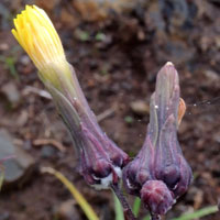 herbsceous Asteraceae near Sonchus, Cichorioideae, Kenya, photo © Michael Plagens