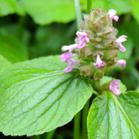 Coleus species merged with Plectranthus,  photo © Michael Plagens