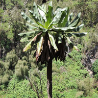 Giant Groundsel,  Dendrosenecio, Kenya, photo © Michael Plagens