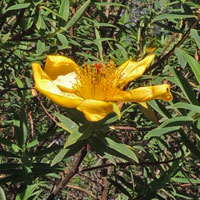 Hypericum revolutum, a mountain shrub from Abedares, Kenya, photo © Michael Plagens