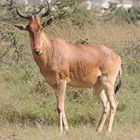 Coke's Hartebeest photo © Michael Plagens