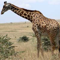 Masai Giraffe, photo © Michael Plagens