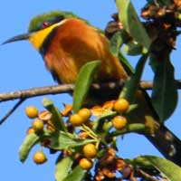 Cinnamon-chested Bee-eater