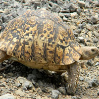 Leopard Tortoise