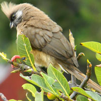 Feeds on the berries.  Speckled Mousebird