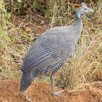 Helmeted Guineafowl, photo © Michael Plagens