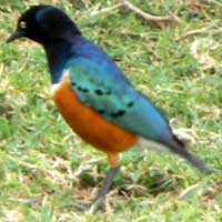 Superb Starling