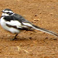 African Pied Wagtail, © Michael Plagens