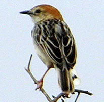 Stout Cisticola, © Michael Plagens