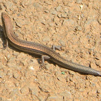 Unknown genus and species of skink lizard photo © Michael Plagens