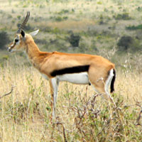 Thompson's Gazelle photo © Michael Plagens