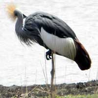 Grey-crowned Crane