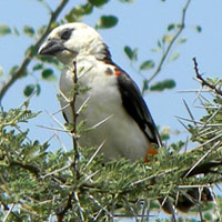 White-headed Buffalo Weaver