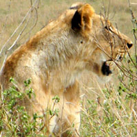 Lion, Panthera leo, photo © Michael Plagens