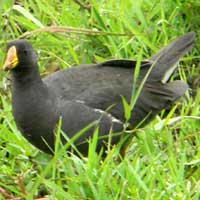 Lesser Moorhen is smaller and less common, © Michael Plagens