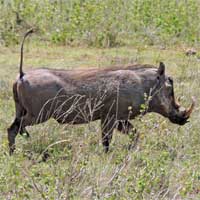 Warthog, Phacochoerus africanus, photo © Michael Plagens