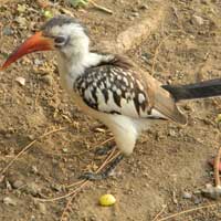 Red-billed Hornbill, © Michael Plagens