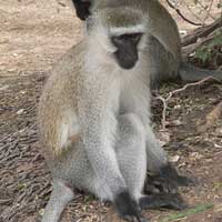 Vervet Monkey photo © M Plagens