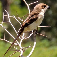 Juvenile Common Fiscal, © Michael Plagens