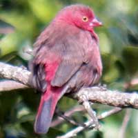 Red-billed Firefinch, © Michael Plagens