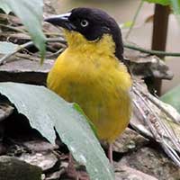 Baglafecht Weaver, © Michael Plagens